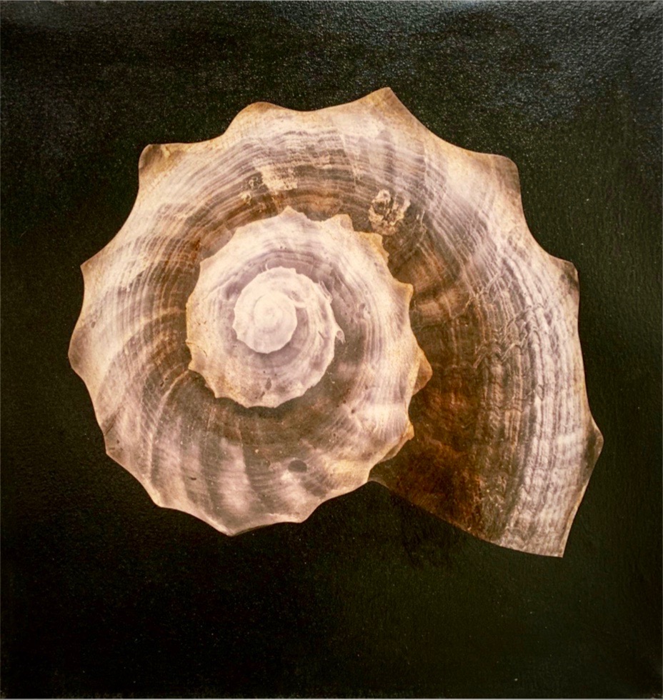 "Shell IV" - inches 20x20 - Schofield Anke