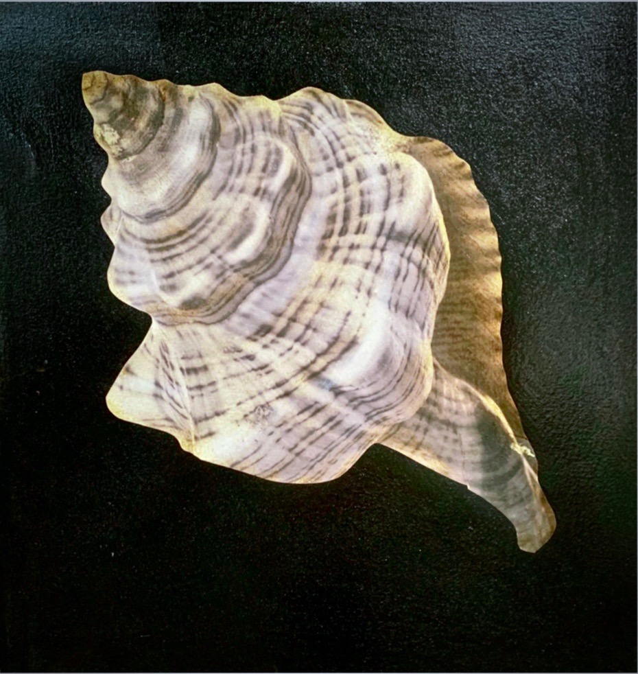 "Shell I" - inches 20x20 - Schofield Anke